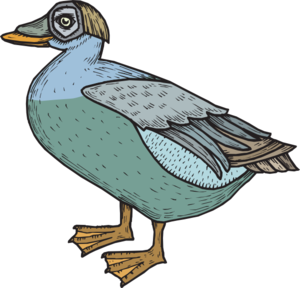 Blue And Green Feathered Duck Clip Art
